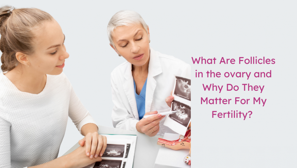 what are follicles in the ovary